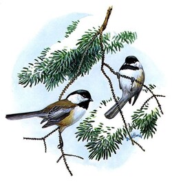 Free coloring pages of black-capped chickadee