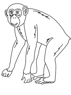 chimpanzee coloring page ready to be printed