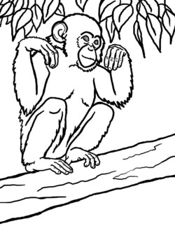 Picture of Chimpanzee Coloring Page | Coloring Sun
